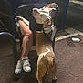 dog, person, hug, night, outdoor, chair, pavement, leash, footwear, sneakers, shorts, handbag, affection, pet, animal, love, embrace, white, brown, casual