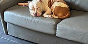 Urus participe au concours pour gagner de l'argent avec cette photo : dog, sleeping, couch, leather, living_room, floor, tile_floor, television, table, brown_and_white, pet, resting, indoor, cozy, home, relaxing, furniture, domestic_animal, quiet, peaceful