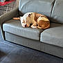 dog, sleeping, couch, leather, living_room, floor, tile_floor, television, table, brown_and_white, pet, resting, indoor, cozy, home, relaxing, furniture, domestic_animal, quiet, peaceful