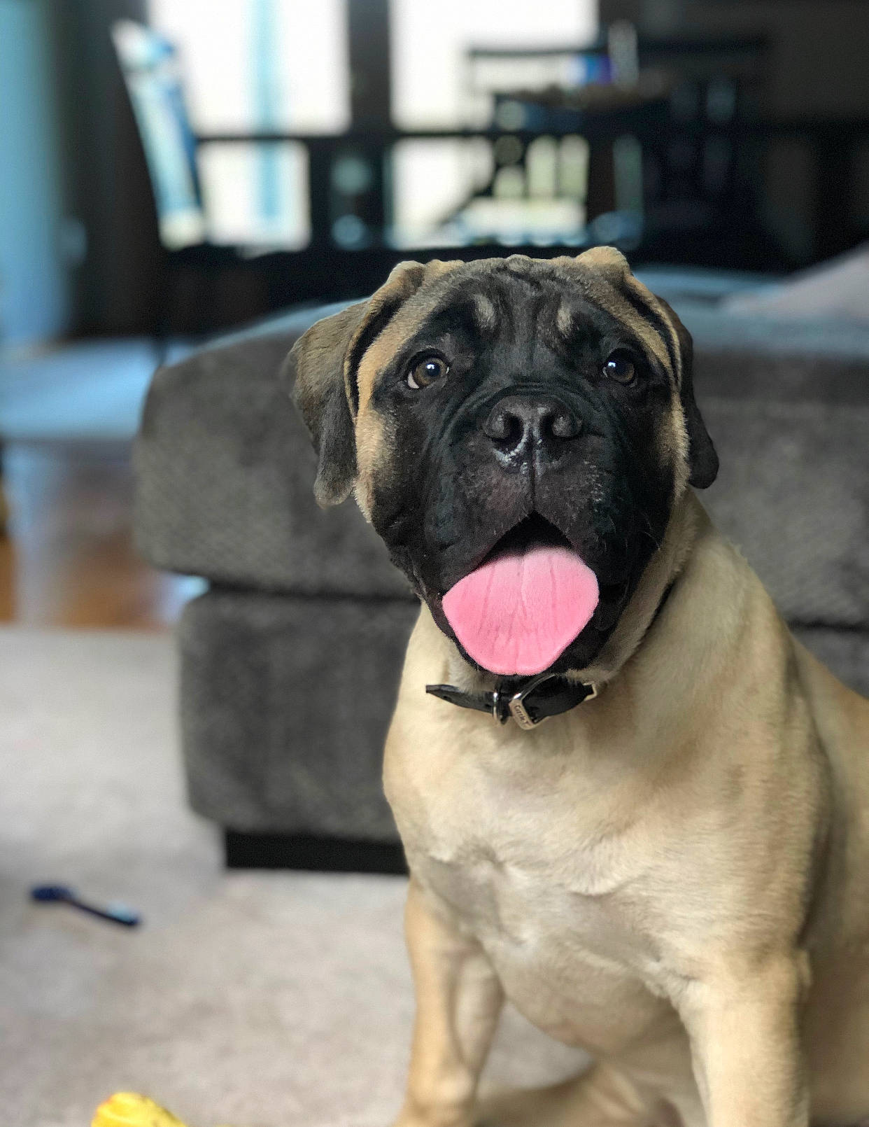 Aspen is registered to the contest to win money with this photo: ancient_dog_breeds, boerboel, bullmastiff, canidae, carnivore, dog, dog_breed, english_mastiff, fawn, giant_dog_breed, guard_dog, korean_mastiff, mammal, molosser, snout, sporting_group, vertebrate, working_dog