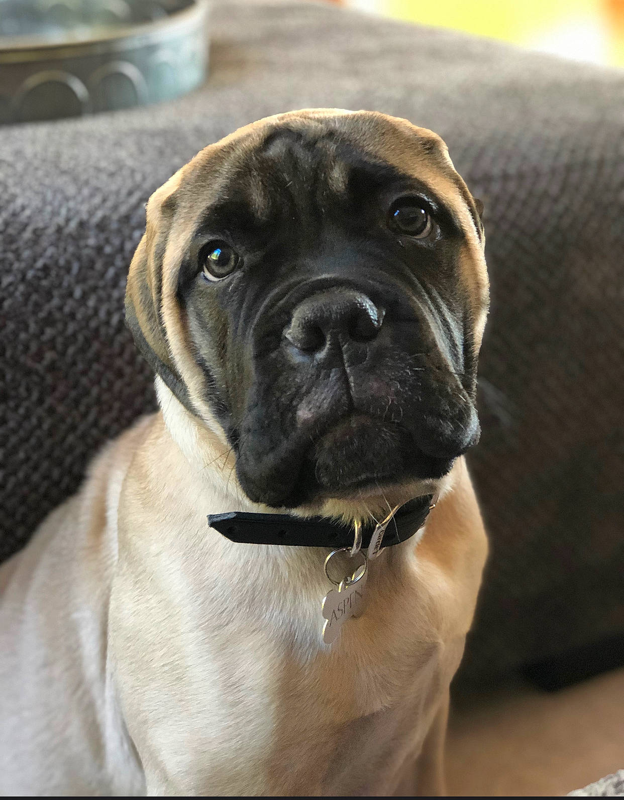 Aspen joined the competition — help win amazing prizes! american_mastiff, ancient_dog_breeds, boerboel, bullmastiff, cane_corso, canidae, carnivore, dog, dog_breed, english_mastiff, fawn, korean_mastiff, mammal, molosser, snout, vertebrate, working_dog, wrinkle