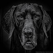 Patsi participe au concours pour gagner de l'argent avec cette photo : dog, black_and_white, portrait, close_up, animal, pet, face, ears, fur, nostrils, whiskers, expression, senior_dog, texture, monochrome, canine, looking_at_camera, headshot, outdoor, muzzle