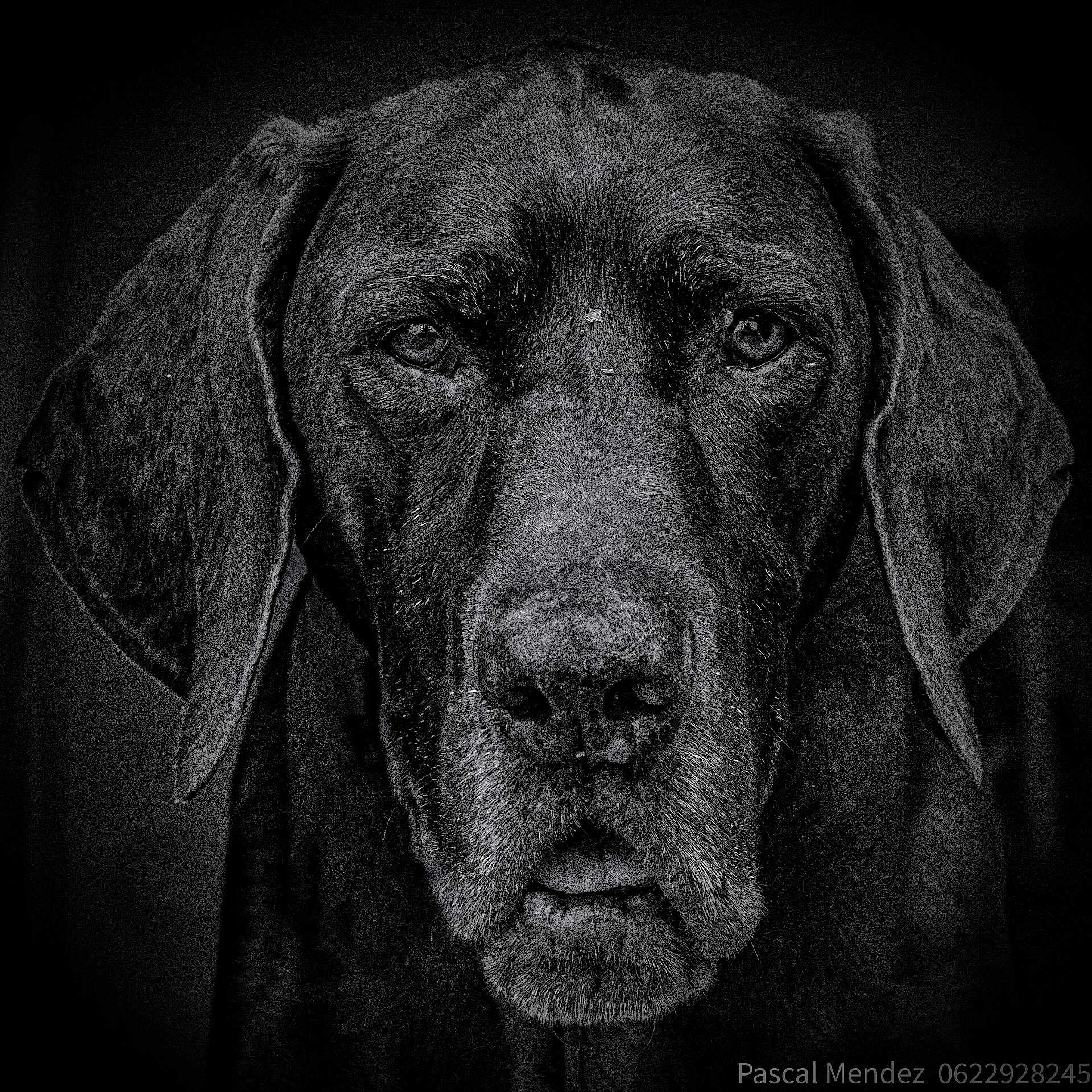 Patsi participe au concours pour gagner de l'argent avec cette photo : animal, black_and_white, canine, close_up, dog, ears, expression, face, fur, headshot, looking_at_camera, monochrome, muzzle, nostrils, outdoor, pet, portrait, senior_dog, texture, whiskers