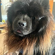 Spooky joined the competition — help win amazing prizes! animal, black_fur, canine, closeup, companion, curious, cute, dog, domestic_animal, face, fluffy, friendly, fur, furry, household, indoors, mammal, pet, portrait, tongue