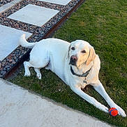 Duke joined the competition — help win amazing prizes! dog, labrador, yellow_labrador, grass, ball, pet, outdoor, backyard, stone_pathway, pavement, collar, relaxed, animal, canine, playing, summer, daytime, garden, resting, domestic_animal