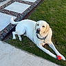 dog, labrador, yellow_labrador, grass, ball, pet, outdoor, backyard, stone_pathway, pavement, collar, relaxed, animal, canine, playing, summer, daytime, garden, resting, domestic_animal