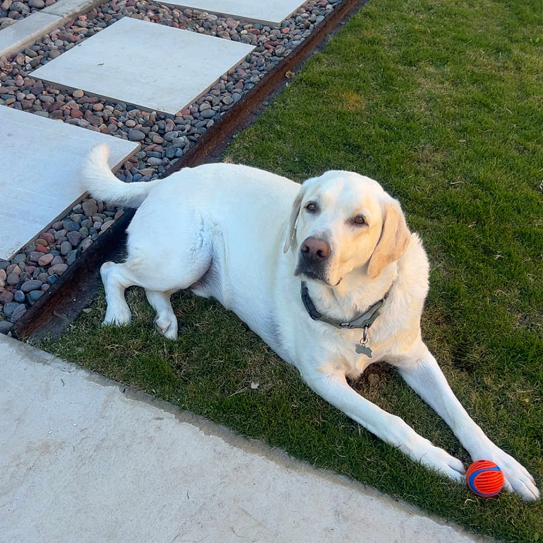 Duke joined the competition — help win amazing prizes! dog, labrador, yellow_labrador, grass, ball, pet, outdoor, backyard, stone_pathway, pavement, collar, relaxed, animal, canine, playing, summer, daytime, garden, resting, domestic_animal
