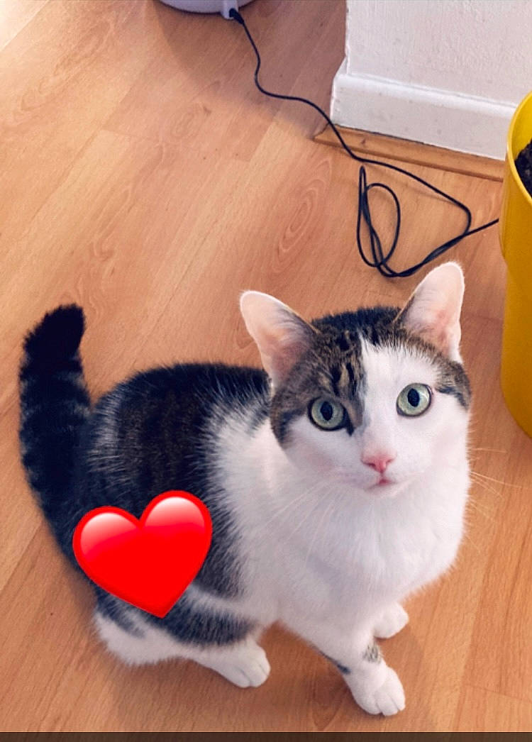 Roy a rejoint le concours — aidez-le/la à gagner de superbes lots ! box, carnivore, cat, comfort, domestic_short_haired_cat, felidae, floor, flooring, foot, fur, hardwood, laminate_flooring, paw, pet_supply, small_to_medium_sized_cats, snout, tail, whiskers, wood, wood_flooring