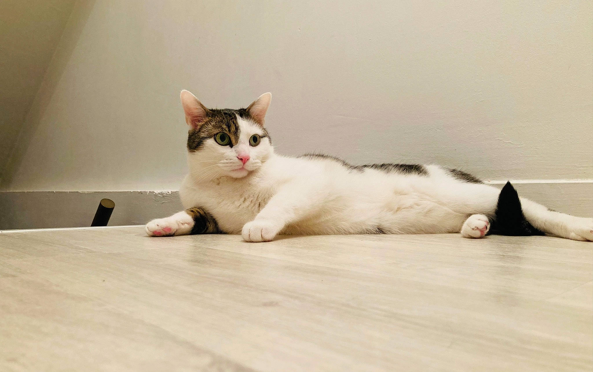 Roy participe au concours pour gagner de l'argent avec cette photo : carnivore, cat, comfort, eye, felidae, floor, flooring, foot, fur, grey, hardwood, human_body, paw, small_to_medium_sized_cats, snout, table, tail, whiskers, wood, wood_flooring