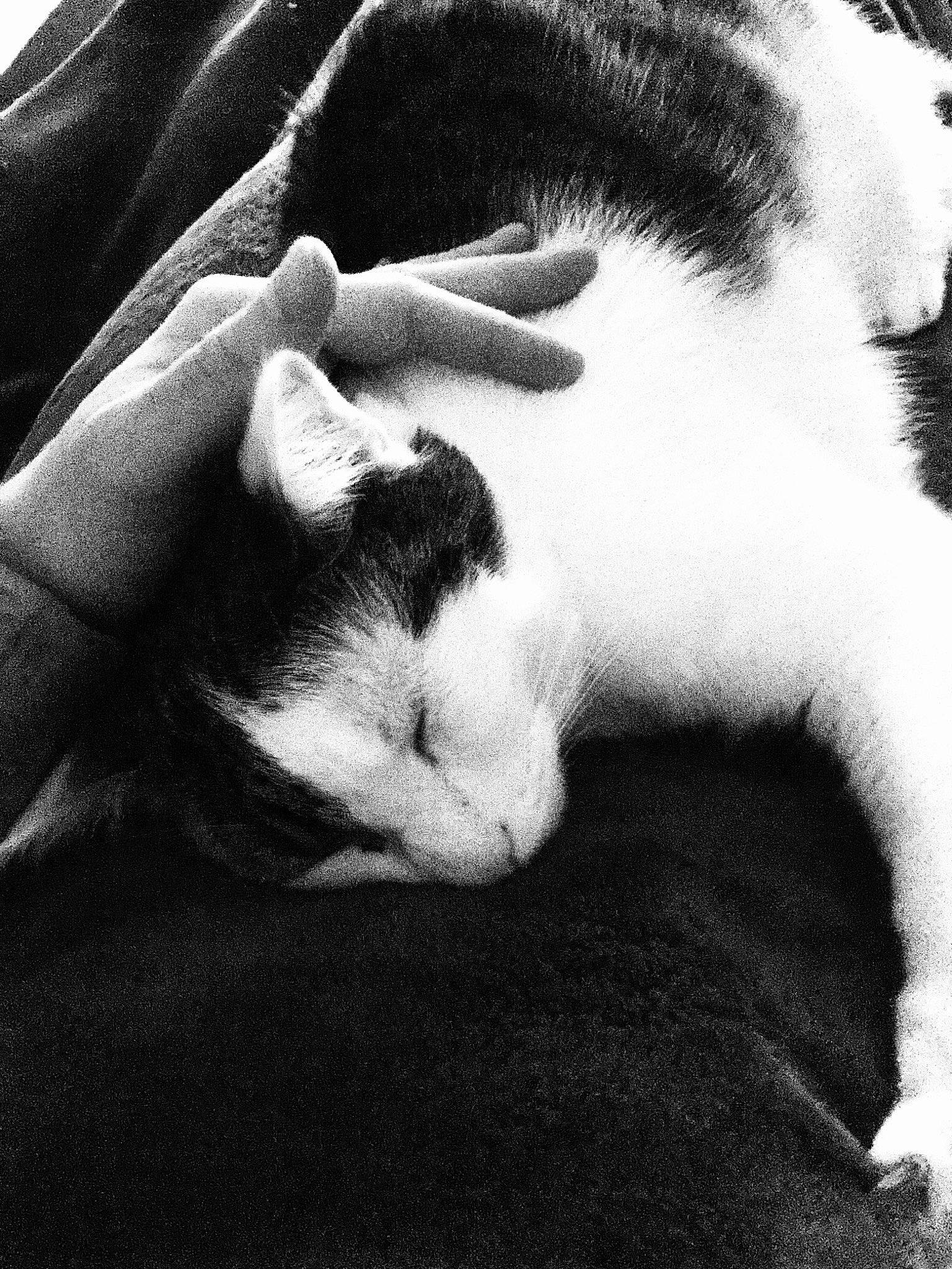 Roy participe au concours pour gagner de l'argent avec cette photo : black_and_white, canidae, carnivore, cat, claw, comfort, domestic_short_haired_cat, felidae, fur, gesture, monochrome, monochrome_photography, nap, paw, small_to_medium_sized_cats, snout, style, tail, tints_and_shades, whiskers