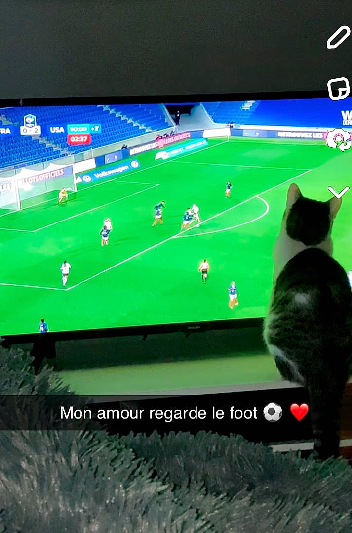 Roy a rejoint le concours — aidez-le/la à gagner de superbes lots ! cat, computer_monitor, desktop_computer, display_device, electronic_device, flat_panel_display, font, gadget, grass, lcd_tv, led_backlit_lcd_display, multimedia, operating_system, output_device, player, rectangle, screenshot, sports_equipment, television, television_set