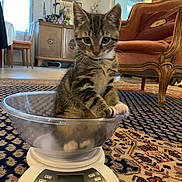 Sushi participe au concours pour gagner de l'argent avec cette photo : kitten, cat, tabby, bowl, scale, indoor, carpet, furniture, chair, vintage, home, curious, pet, animal, cute, small, looking, sitting, wood, decor