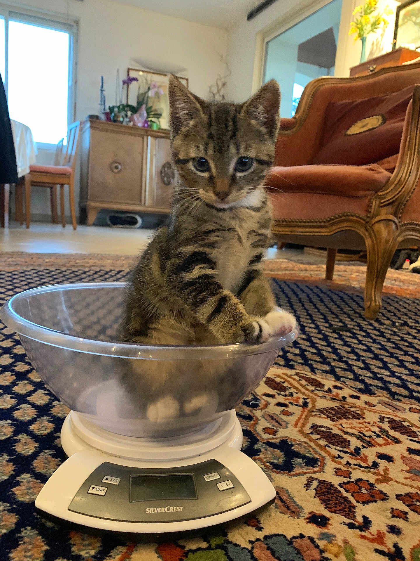 Sushi participe au concours pour gagner de l'argent avec cette photo : kitten, cat, tabby, bowl, scale, indoor, carpet, furniture, chair, vintage, home, curious, pet, animal, cute, small, looking, sitting, wood, decor