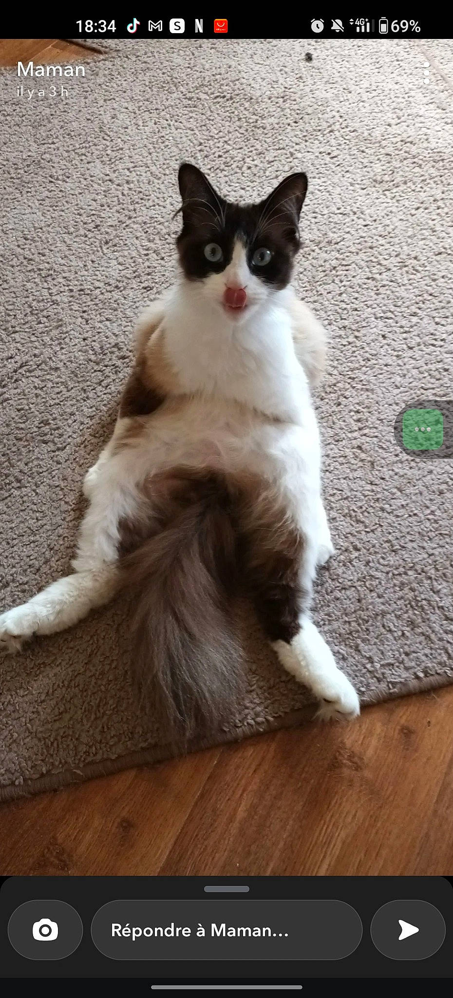 Chanel a rejoint le concours — aidez-le/la à gagner de superbes lots ! british_longhair, carnivore, cat, domestic_short_haired_cat, felidae, flooring, formal_wear, fur, hardwood, laminate_flooring, plank, sitting, small_to_medium_sized_cats, snout, tail, varnish, whiskers, wood, wood_flooring, wood_stain