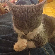 Sylga a rejoint le concours — aidez-le/la à gagner de superbes lots ! cat, kitten, sleeping, gray, white, fur, pet, animal, indoor, cozy, jeans, lap, resting, cute, small, feline, whiskers, ears, paws, home