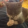 cat, kitten, sleeping, gray, white, fur, pet, animal, indoor, cozy, jeans, lap, resting, cute, small, feline, whiskers, ears, paws, home