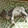 cat, kitten, gray_cat, white_cat, lying_down, green_rug, patterned_rug, sunlight, indoor, pet, fur, whiskers, floor, tile_floor, resting, cute, small_animal, domestic_cat, curious, playful