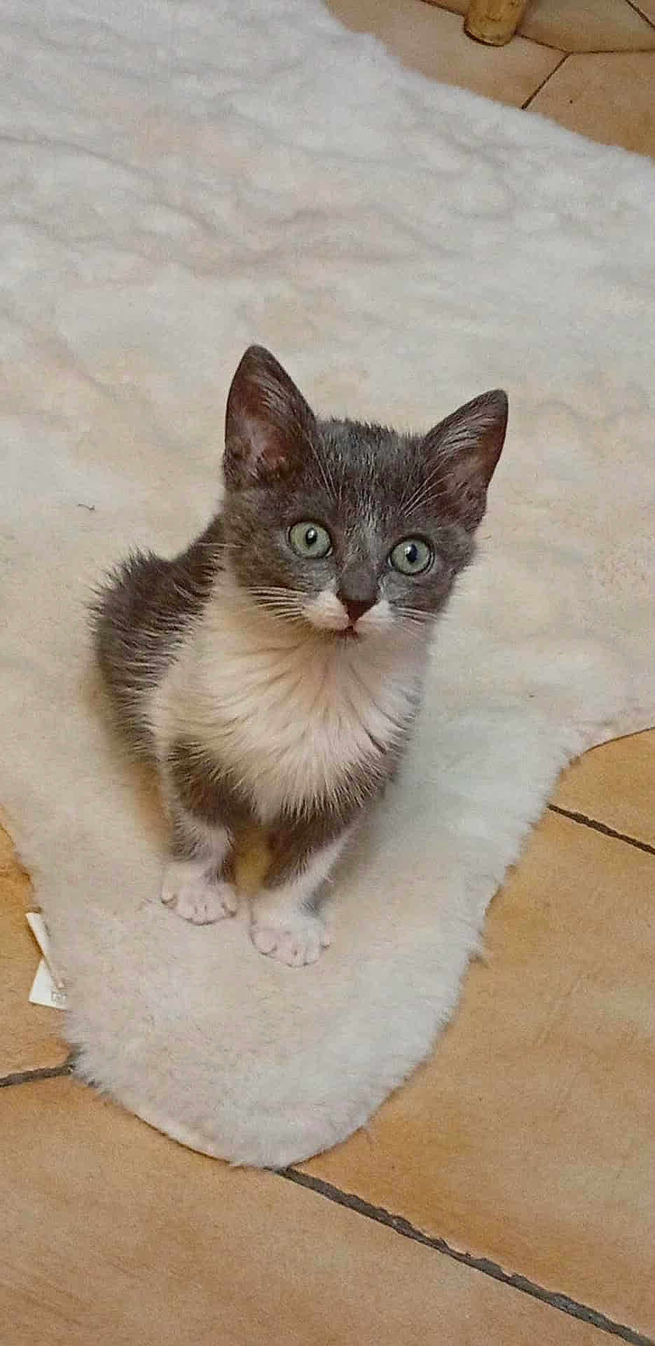 Sylga participe au concours pour gagner de l'argent avec cette photo : kitten, cat, gray_cat, white_fur, green_eyes, fluffy_rug, indoor, curious, pet, animal, small, cute, feline, sitting, floor_tiles, looking_up, domestic_cat, young_cat, adorable, cozy