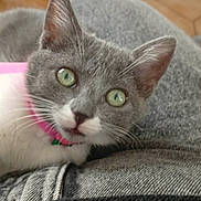 Silga participe au concours pour gagner de l'argent avec cette photo : kitten, cat, gray_cat, white_fur, green_eyes, pink_collar, lap, denim_jeans, black_sweater, wooden_table, fruit_bowl, apple, orange, paper, indoor, pet, curious, closeup, domestic_animal, resting