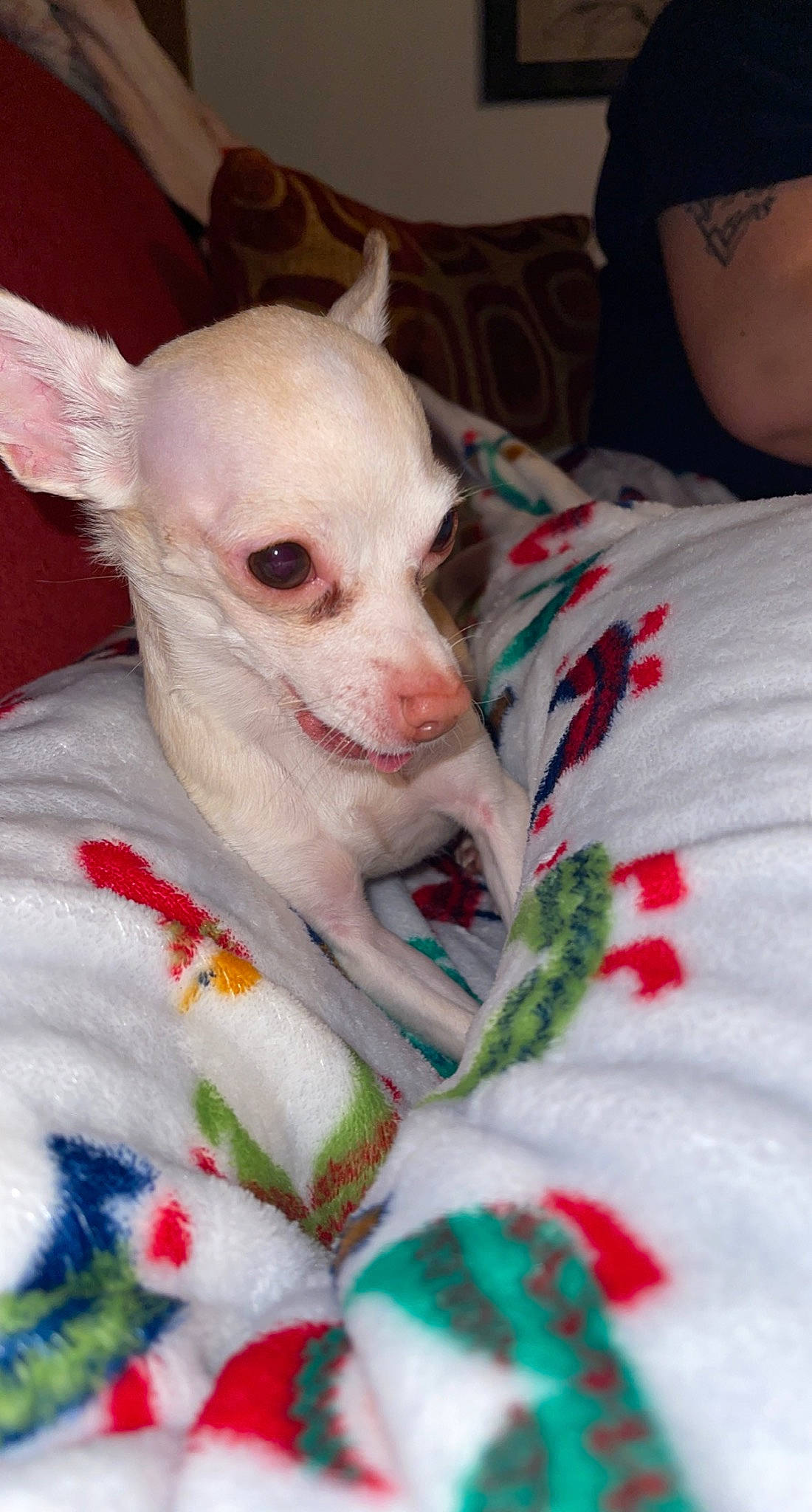 Jimee joined the competition — help win amazing prizes! canidae, carmine, carnivore, comfort, companion_dog, dog, dog_breed, ear, eyelash, fawn, flesh, fur, head, mammal, nose, snout, toy_dog, whiskers, white, working_animal