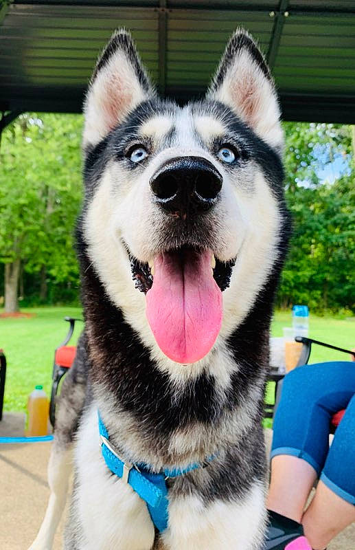 Lightning is registered to the contest to win money with this photo: alaskan_klee_kai, alaskan_malamute, canadian_eskimo_dog, canidae, carnivore, dog, dog_breed, eye, mammal, miniature_siberian_husky, native_american_indian_dog, nose, rare_breed_dog, sakhalin_husky, seppala_siberian_sleddog, siberian_husky, sled_dog, snout, tamaskan_dog, vertebrate