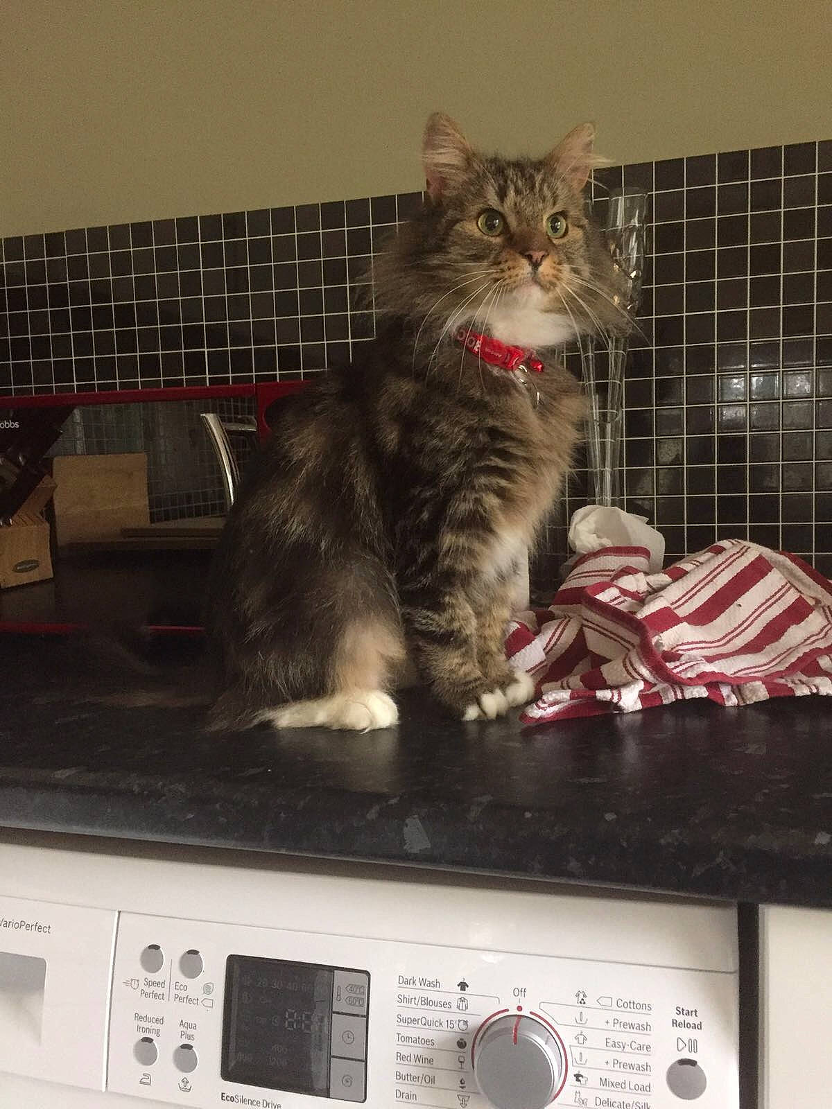 Harry is registered to the contest to win money with this photo: audio_equipment, box, carnivore, cat, domestic_short_haired_cat, felidae, fur, gas, home_appliance, kitchen_appliance, machine, measuring_instrument, microwave_oven, paw, scale, shelf, small_to_medium_sized_cats, snout, tail, whiskers