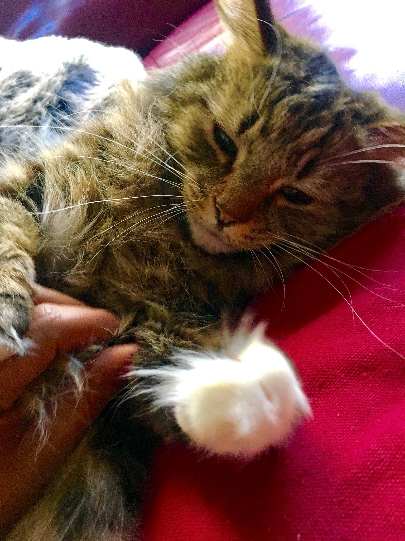 Harry joined the competition — help win amazing prizes! carnivore, cat, claw, close_up, comfort, domestic_short_haired_cat, ear, felidae, fur, gesture, lap, nap, paw, small_to_medium_sized_cats, snout, tail, whiskers