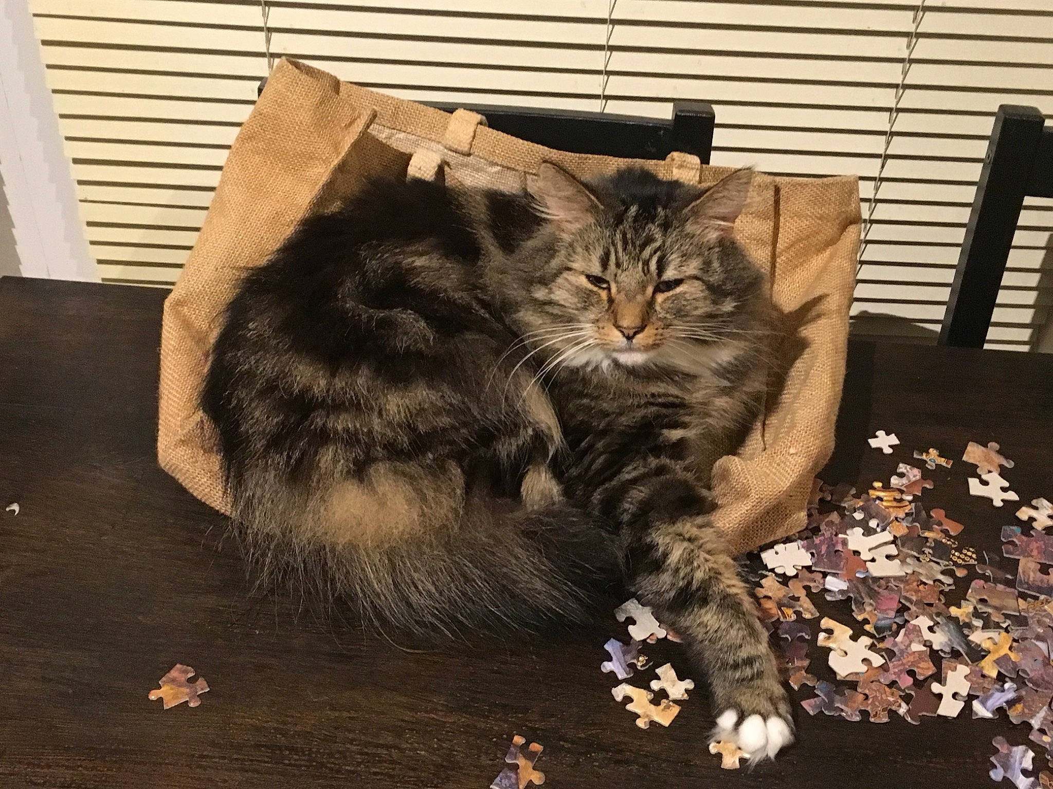 Harry is registered to the contest to win money with this photo: brown, carnivore, cat, claw, comfort, domestic_short_haired_cat, felidae, flooring, fur, hardwood, paw, plant, small_to_medium_sized_cats, tail, whiskers, wood