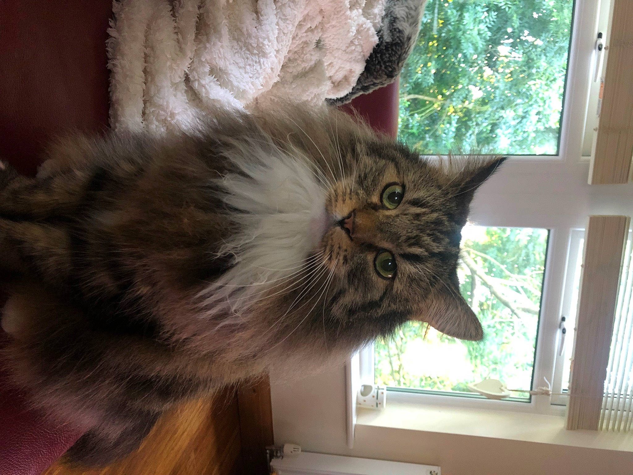 Harry joined the competition — help win amazing prizes! british_longhair, carnivore, cat, domestic_short_haired_cat, fawn, felidae, fur, hardwood, paw, plant, small_to_medium_sized_cats, snout, tail, tree, whiskers, window, window_blind, window_covering, wood