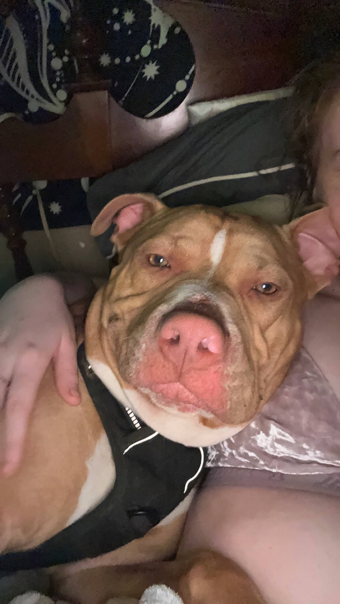 Gus joined the competition — help win amazing prizes! bulldog, canidae, carnivore, companion_dog, cordoba_fighting_dog, dog, dog_breed, fawn, flesh, fur, guard_dog, molosser, non_sporting_group, snout, sporting_group, terrestrial_animal, whiskers, working_animal, working_dog, wrinkle