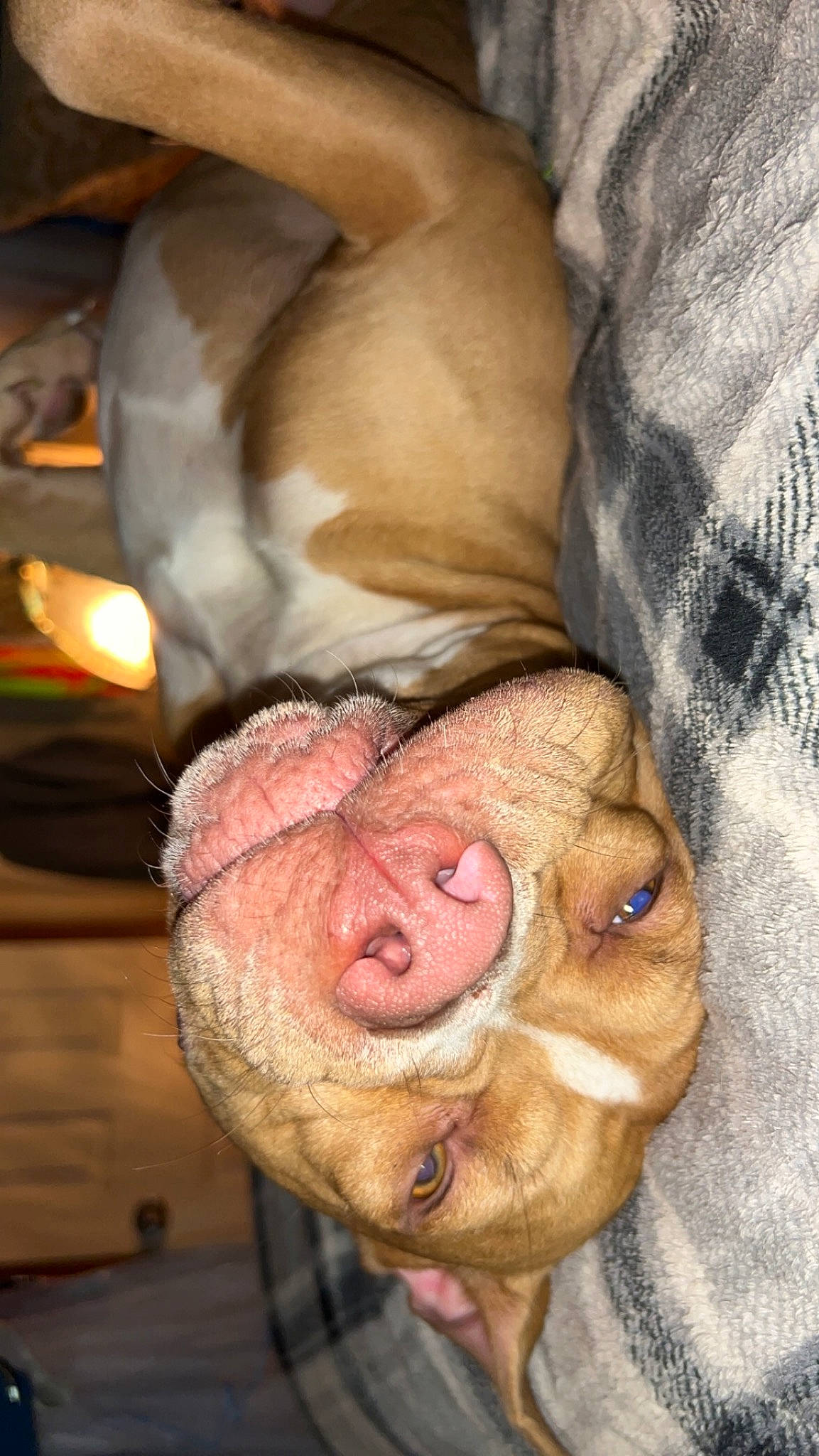 Gus joined the competition — help win amazing prizes! canidae, carnivore, comfort, companion_dog, dog, dog_breed, ear, fawn, foot, fur, jaw, liver, paw, snout, sporting_group, tail, terrestrial_animal, whiskers, working_animal, wrinkle