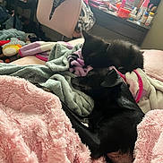 Bubby is registered to the contest to win money with this photo: animal, bed, black_cat, black_dog, blanket, cat, clutter, companion, cozy, cute, dog, furniture, indoor, natural_light, pet, relaxation, resting, sleeping, soft_texture, window
