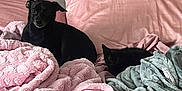 Bubby joined the competition — help win amazing prizes! animal, bed, black_cat, black_dog, blanket, cat, comfortable, cozy, cute, dog, domestic, fur, indoor, pets, pillow, pink, relaxing, resting, sleepy, soft_texture