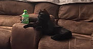 Shadow And Smoky joined the competition — help win amazing prizes! black_cat, blanket, bottle, brown_furniture, cat, couch, cozy, domestic_animal, furniture, home_decor, indoor, living_room, pet, plastic_bag, relaxing, sitting, stretching, table, wall_art, wooden_sign
