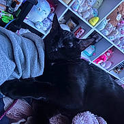 Shadow And Smoky joined the competition — help win amazing prizes! black_cat, sleeping_cat, plush_toys, shelf, cozy, indoor, soft_texture, gray_sleeve, cute, colorful, relaxing, pet, animal, resting, feline, home, decor, toy_collection, cuddly, comfort