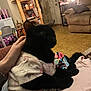 Shadow And Smoky is registered to the contest to win money with this photo: black_cat, cat, pet, animal, indoor, hand, person, shirt, clothing, tattoo, furniture, couch, shelf, lamp, door, floor, home, cozy, relaxing, living_room