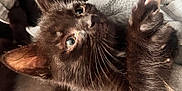 Shadow And Smoky is registered to the contest to win money with this photo: animal, black_cat, claws, closeup, cozy, curious, cute, domestic_cat, ears, furry, indoor, kitten, paws, pet, playful, resting, soft_fur, string, whiskers, young