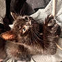 animal, black_cat, claws, closeup, cozy, curious, cute, domestic_cat, ears, furry, indoor, kitten, paws, pet, playful, resting, soft_fur, string, whiskers, young