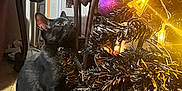 Shadow And Smoky is registered to the contest to win money with this photo: black_cat, cat, christmas_tree, ornaments, indoor, wooden_floor, decorations, curious, black_fur, feline, festive, lights, glitter, table, home, holiday, pet, animal, cozy, warm_lighting