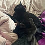 animal, black_cat, blanket, cat, companion, cozy, cute, domestic_animal, feline, fur, indoor, lying_down, paw, pet, purple_blanket, relaxed, resting, sleeping, soft_texture, two_cats