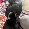Shadow And Smoky joined the competition — help win amazing prizes! animal, bed, black_cat, blanket, cat, companion, cozy, curled_up, domestic_animal, floral_pattern, fur, indoor, pet, pillow, quiet, relaxation, resting, sleeping, soft_texture, two_animals