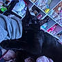 Shadow And Smoky is registered to the contest to win money with this photo: black_cat, sleeping_cat, plush_toys, shelf, cozy, indoor, soft_texture, gray_sleeve, cute, colorful, relaxing, pet, animal, resting, feline, home, decor, toy_collection, cuddly, comfort