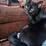 Shadow And Smoky is registered to the contest to win money with this photo: animal, black_cat, blanket, cat, couch, cozy, curious, domestic_cat, feline, fur, home, indoor, looking_away, pet, relaxed, resting, soft_texture, tail, whiskers, yellow_eyes