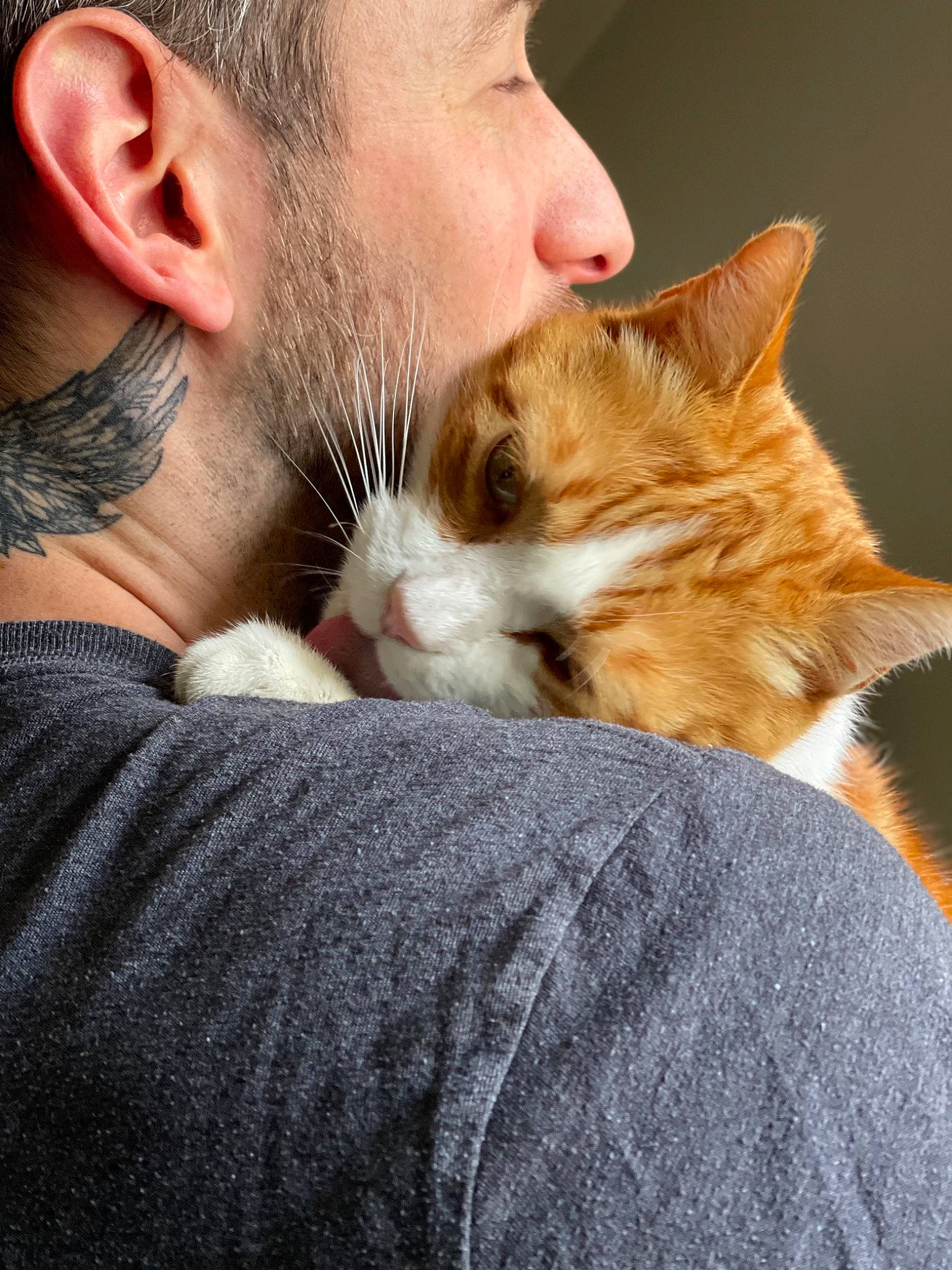 Moumousse participe au concours pour gagner de l'argent avec cette photo : beard, carnivore, cat, claw, comfort, companion_dog, domestic_short_haired_cat, ear, eye, fawn, felidae, fur, gesture, happy, nose, paw, skin, small_to_medium_sized_cats, snout, whiskers