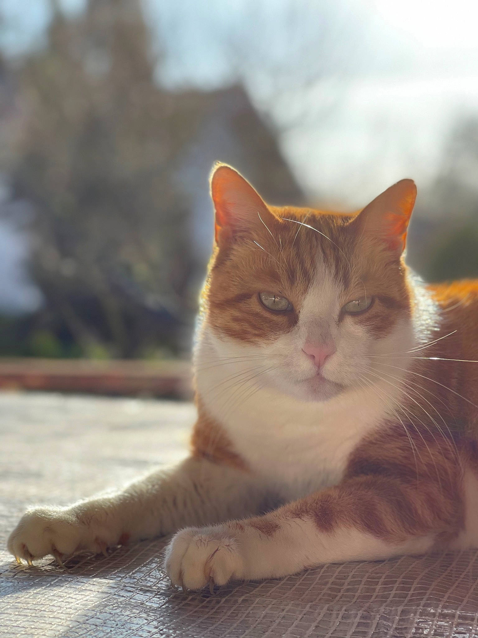 Moumousse a rejoint le concours — aidez-le/la à gagner de superbes lots ! carnivore, cat, domestic_short_haired_cat, eye, fawn, felidae, foot, fur, grass, head, paw, sitting, sky, small_to_medium_sized_cats, snout, tail, terrestrial_animal, tree, whiskers, wood