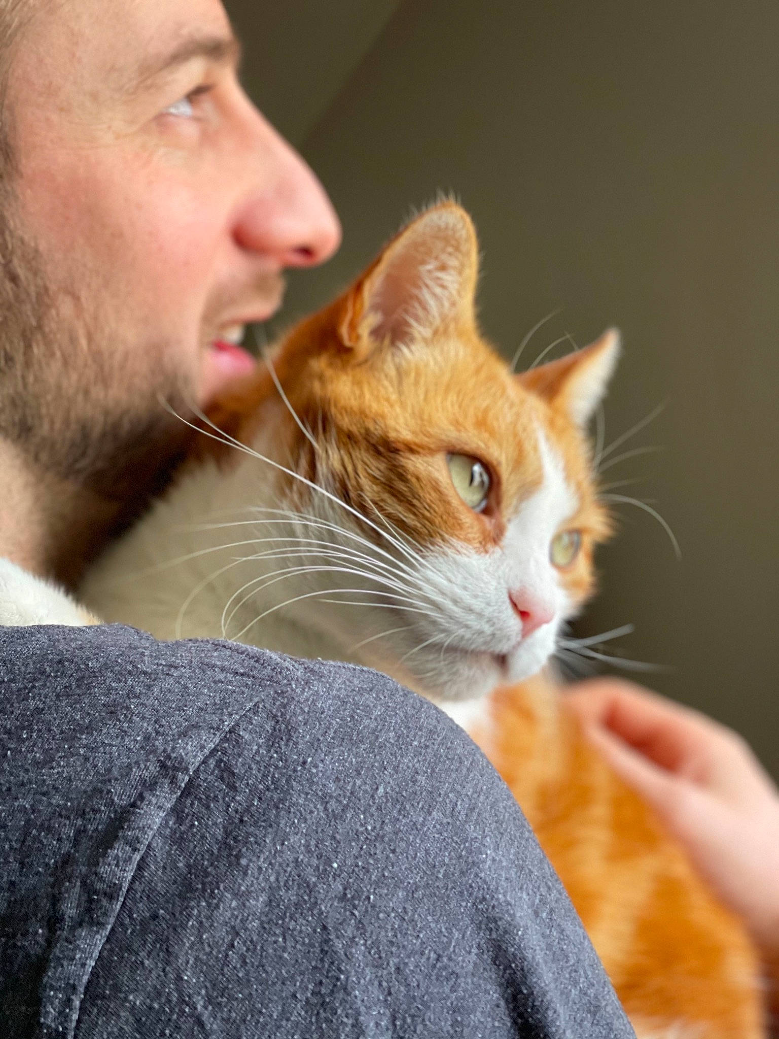 Moumousse a rejoint le concours — aidez-le/la à gagner de superbes lots ! beard, carnivore, cat, close_up, comfort, domestic_short_haired_cat, ear, facial_hair, fawn, felidae, fur, gesture, happy, human_body, moustache, nose, sitting, small_to_medium_sized_cats, snout, whiskers