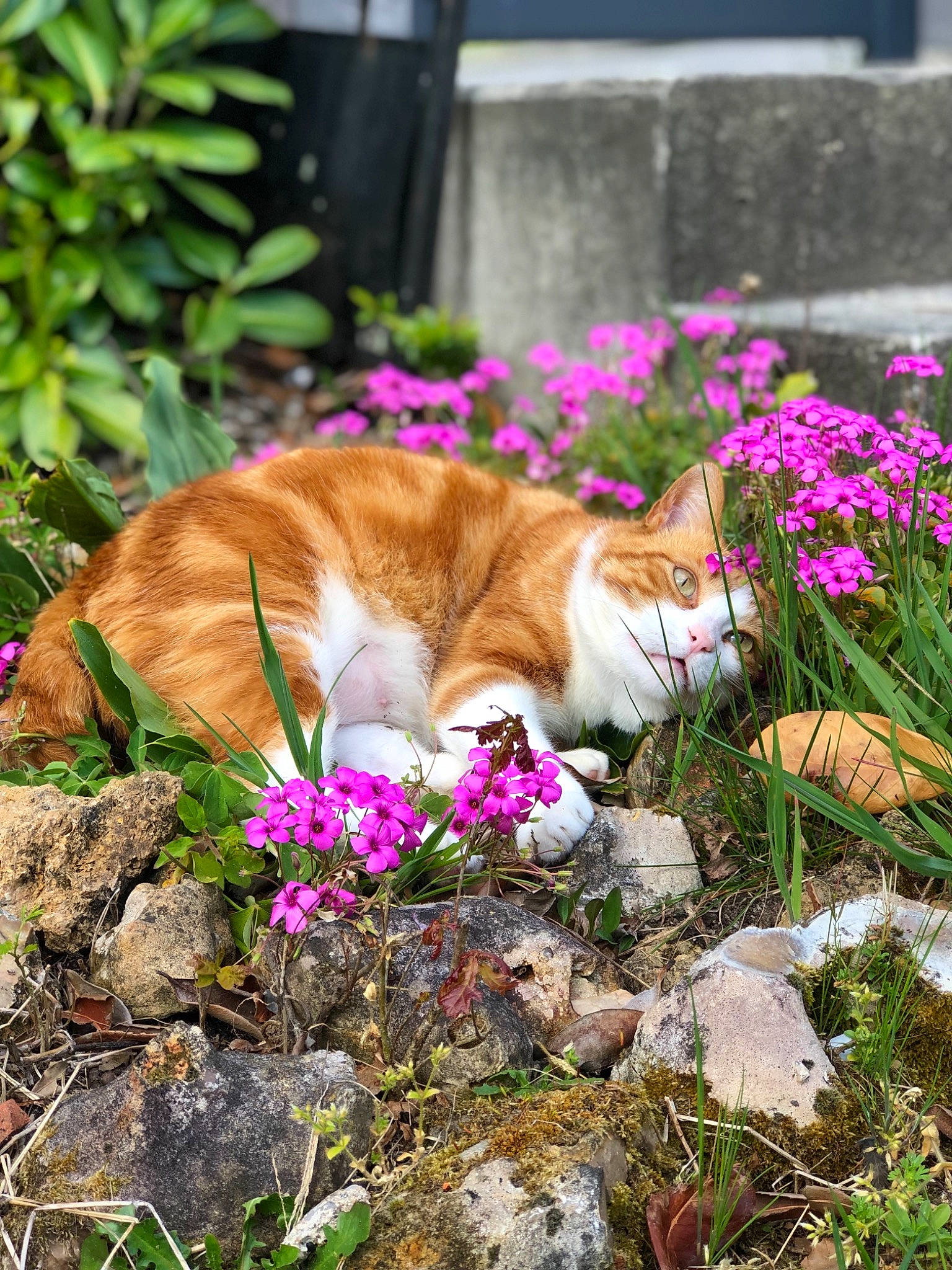 Moumousse a rejoint le concours — aidez-le/la à gagner de superbes lots ! botany, carnivore, cat, fawn, felidae, flower, grass, grass_family, groundcover, leaf, mammal, nature, petal, plant, shrub, small_to_medium_sized_cats, tail, vegetation, whiskers, wood