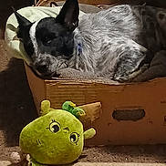 Anastasia is registered to the contest to win money with this photo: dog, sleeping, cardboard_box, blanket, plush_toy, green_toy, carpet, indoor, cozy, pet, resting, black_and_white, ears, nose, fur, cute, relaxed, soft_toy, animal, home