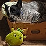 dog, sleeping, cardboard_box, blanket, plush_toy, green_toy, carpet, indoor, cozy, pet, resting, black_and_white, ears, nose, fur, cute, relaxed, soft_toy, animal, home