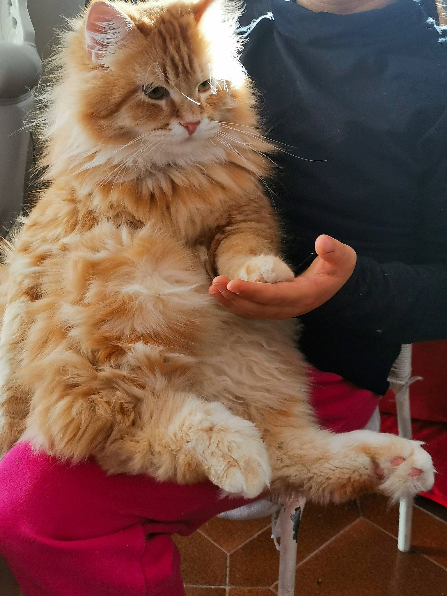 Sydney León participe au concours pour gagner de l'argent avec cette photo : british_longhair, carnivore, cat, claw, companion_dog, event, fawn, felidae, fur, lap, natural_material, persian, photography, small_to_medium_sized_cats, snout, whiskers